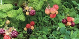 black raspberries