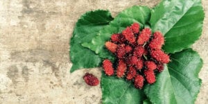 mulberries