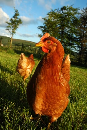 Chicken in Field 