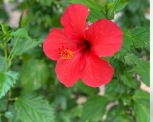 summer drinks, hibiscus