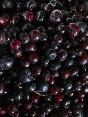 storing huckleberries