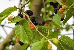 mulberries growing