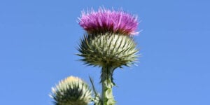 thistle against blue sky