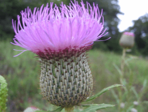 bull thistle