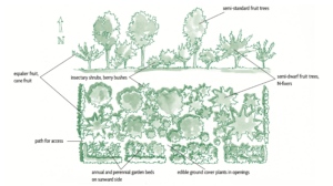 rectangular forest garden