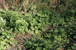 garlic mustard