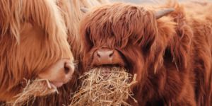 highland cattle