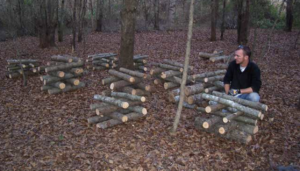 growing mushrooms outdoors - stacking