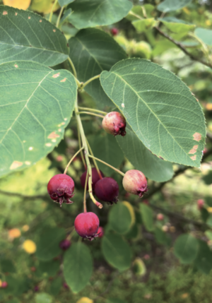 juneberry ready to pick