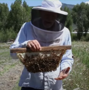 beekeeping