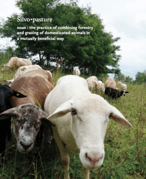 silvopasture and goats