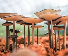 grow mushroom on woodchip